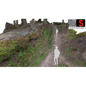 Forest  Ultra HD 24K